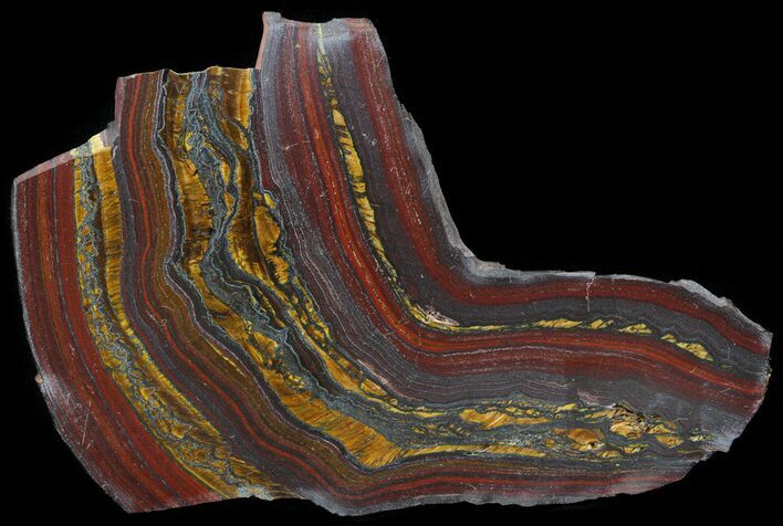 Polished Tiger Iron Stromatolite - ( Billion Years) #42559